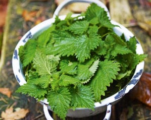 How to forage for nettles and how to use them in recipes